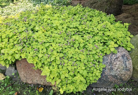 Dėmėtoji notrelė (Lamium maculatum) 'Aureum'